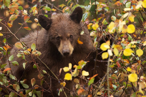 Screen shot 2015-07-02 at 4.59.47 PM